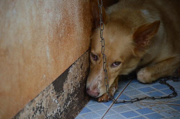 Animal Abuse In Singapore